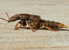 Platydracus maculosus